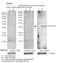 RAB1B, Member RAS Oncogene Family antibody, NBP1-98500, Novus Biologicals, Western Blot image 