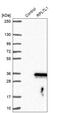 Ribosomal Protein L7 Like 1 antibody, NBP1-92348, Novus Biologicals, Western Blot image 