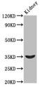 Homeobox protein Hox-A4 antibody, CSB-PA010654LA01HU, Cusabio, Western Blot image 