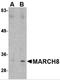  antibody, 4885, ProSci, Western Blot image 