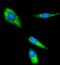 Caseinolytic Mitochondrial Matrix Peptidase Proteolytic Subunit antibody, A01117-3, Boster Biological Technology, Immunofluorescence image 