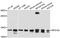Ribosomal Protein S15a antibody, A10241, ABclonal Technology, Western Blot image 