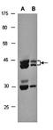 Basic Helix-Loop-Helix Family Member E40 antibody, orb67047, Biorbyt, Western Blot image 