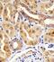 Histidine triad nucleotide-binding protein 1 antibody, M02557, Boster Biological Technology, Immunohistochemistry paraffin image 