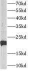 ATP Synthase Peripheral Stalk Subunit D antibody, FNab00709, FineTest, Western Blot image 