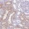 GLI Family Zinc Finger 4 antibody, HPA023131, Atlas Antibodies, Immunohistochemistry paraffin image 