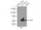 Metalloreductase STEAP4 antibody, 11944-1-AP, Proteintech Group, Immunoprecipitation image 