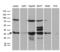 Serine/threonine-protein phosphatase 4 catalytic subunit antibody, LS-C792389, Lifespan Biosciences, Western Blot image 