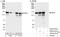 Nuclear Transcription Factor, X-Box Binding 1 antibody, A302-916A, Bethyl Labs, Western Blot image 