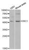 H/ACA ribonucleoprotein complex subunit 4 antibody, MBS127582, MyBioSource, Western Blot image 