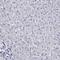 Solute Carrier Family 30 Member 8 antibody, HPA076165, Atlas Antibodies, Immunohistochemistry frozen image 