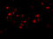 Junctophilin 4 antibody, 4923, ProSci, Immunofluorescence image 