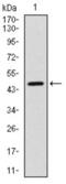 Yes Associated Protein 1 antibody, abx012142, Abbexa, Western Blot image 