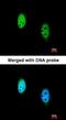 Transducin Beta Like 1 X-Linked Receptor 1 antibody, orb73938, Biorbyt, Immunofluorescence image 