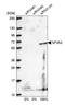 Splicing factor 3A subunit 2 antibody, HPA049439, Atlas Antibodies, Western Blot image 