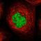 PPARGC1 And ESRR Induced Regulator, Muscle 1 antibody, NBP1-93520, Novus Biologicals, Immunofluorescence image 