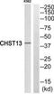 Carbohydrate Sulfotransferase 13 antibody, TA316196, Origene, Western Blot image 