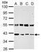 ERGIC And Golgi 3 antibody, PA5-31996, Invitrogen Antibodies, Western Blot image 