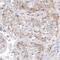 Double-stranded RNA-binding protein Staufen homolog 2 antibody, HPA019155, Atlas Antibodies, Immunohistochemistry frozen image 