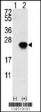 Heparin-binding growth factor 1 antibody, TA302125, Origene, Western Blot image 