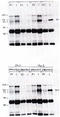 Vav Guanine Nucleotide Exchange Factor 2 antibody, AP05064PU-N, Origene, Western Blot image 