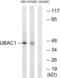 UBA Domain Containing 1 antibody, abx014986, Abbexa, Western Blot image 