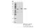 A-Raf Proto-Oncogene, Serine/Threonine Kinase antibody, 75804S, Cell Signaling Technology, Immunoprecipitation image 