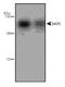 Solute Carrier Family 6 Member 3 antibody, GTX30998, GeneTex, Western Blot image 