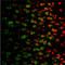 HTR1A antibody, ADI-905-741-100, Enzo Life Sciences, Immunohistochemistry paraffin image 