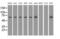 Sorting Nexin 9 antibody, MA5-25154, Invitrogen Antibodies, Western Blot image 