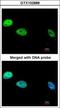 DNA polymerase delta catalytic subunit antibody, GTX102888, GeneTex, Immunocytochemistry image 