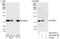 SUMO Specific Peptidase 1 antibody, A302-927A, Bethyl Labs, Immunoprecipitation image 