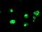 Glutamyl Aminopeptidase antibody, MA5-25787, Invitrogen Antibodies, Immunocytochemistry image 