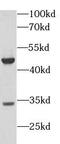 Programmed Cell Death 1 antibody, FNab06235, FineTest, Western Blot image 