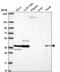 Sarcoglycan Epsilon antibody, PA5-67363, Invitrogen Antibodies, Western Blot image 
