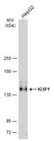 Immunoglobulin Superfamily Member 1 antibody, GTX112633, GeneTex, Western Blot image 