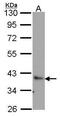 BCL2 Associated Athanogene 1 antibody, PA5-27709, Invitrogen Antibodies, Western Blot image 