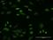 NHS Actin Remodeling Regulator antibody, H00004810-M05, Novus Biologicals, Immunofluorescence image 