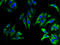 Transmembrane Protein 270 antibody, A61754-100, Epigentek, Immunofluorescence image 