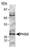 Egl-9 Family Hypoxia Inducible Factor 1 antibody, TA336284, Origene, Western Blot image 