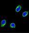 Coiled-Coil Alpha-Helical Rod Protein 1 antibody, GTX81194, GeneTex, Immunofluorescence image 
