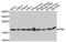 Peptidylprolyl Isomerase B antibody, A7713, ABclonal Technology, Western Blot image 