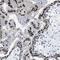 Zinc finger protein ZFAT antibody, NBP2-13542, Novus Biologicals, Immunohistochemistry frozen image 