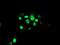 ATR-interacting protein antibody, NBP2-02004, Novus Biologicals, Immunofluorescence image 