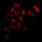 Mitochondrial import inner membrane translocase subunit Tim17-A antibody, abx141865, Abbexa, Western Blot image 