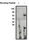Protein numb homolog antibody, orb109402, Biorbyt, Western Blot image 