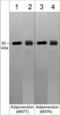 Adiponectin, C1Q And Collagen Domain Containing antibody, AM5761, ECM Biosciences, Western Blot image 