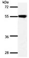 Solute Carrier Family 32 Member 1 antibody, orb107606, Biorbyt, Western Blot image 