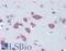 Phenylalanyl-TRNA Synthetase Subunit Beta antibody, LS-B4489, Lifespan Biosciences, Immunohistochemistry frozen image 