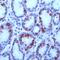 Gastrin antibody, MBS301271, MyBioSource, Immunohistochemistry paraffin image 